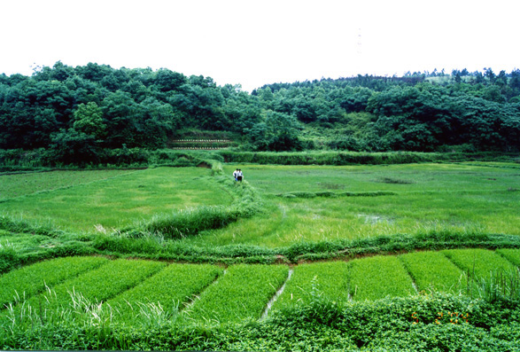 北山秀色